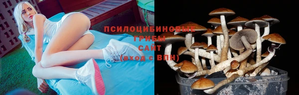 индика Белокуриха