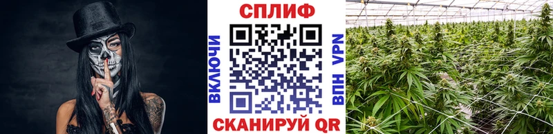 купить наркоту  OMG маркетплейс  Шишки марихуана гибрид  Щигры 